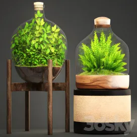 Collection of plants florarium